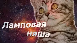 [Клип]-- Ламповая няша 'Всех с началом лето ღღღ