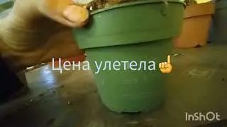 Я на цветочной базе ❗❗❗Мир цветов🌿Новое поступление 🍀Что по уценке? 🤔