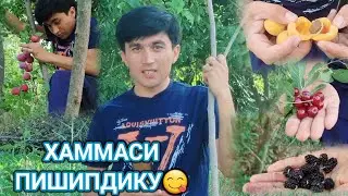 ХАММАНАРСА АЙНИЙ ПИШГАНПАЙТ СОҒИНГАНЛАР УЧУН
