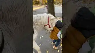 Пони в парке 03.11.2024