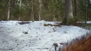 Ранняя весна, енотики и волки