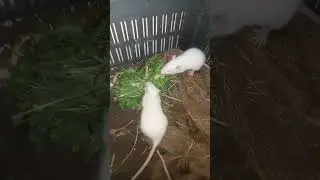 Hara dhaniya khate hain baby rat 🐁🐭 