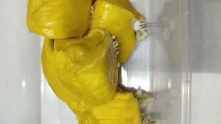 Musim Durian Datang Lagi. Try Musang King Gred B.
