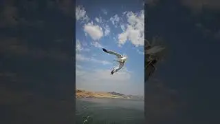 MARTILAR VE SİMİTLER 