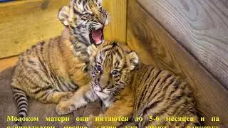 "29 июля- Международный день тигра"
