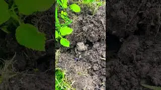 МОИ ПОДРУЖКИ