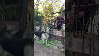 Как собаки охраняют территорию . Овчарка ВЕО . 