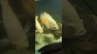 Не кормите хищников с руки