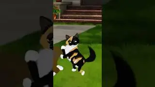 Наша кошка держала в страхе всех собак 😱