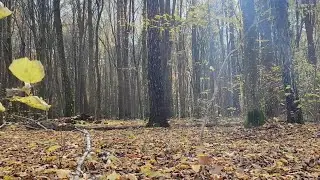 Казкова краса золотої осені
