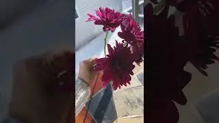 Dark Pink Spray Mums