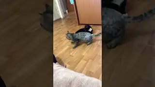 С кем я живу… #100 #funny #comedyvideos #shorts