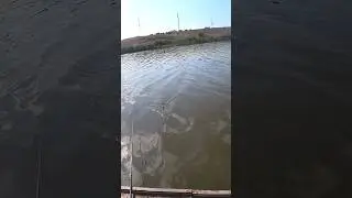 Вечерняя зорька #рыбалка #fishing #карась #shorts