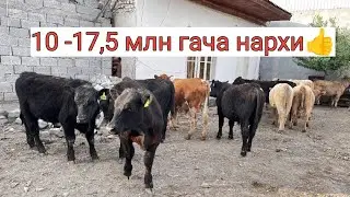 АНГУС АВЛИКОЛ СИММЕНТАЛ МОЛЛАР КЕЛДИ. МАНЗИЛ КУКОН. 903057667