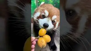 Honey, I tasted loquat for you. It's a little sour.😋 