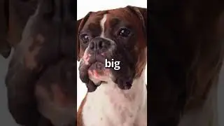 Is This THE BIGGEST Dog Ever 🤣 | Wholesome Animals
