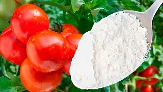 SALVATION RIGHT NOW! The strongest remedy for immunity cucumber, pepper, tomato It works!