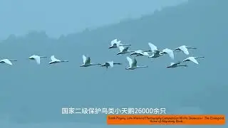 候鸟们的生态家园