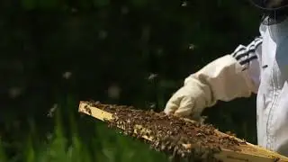 honey to slow down 1080p