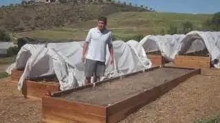 Growing Moringa: Intensive Moringa Cultivation - Planting