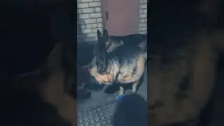 цезаримарк