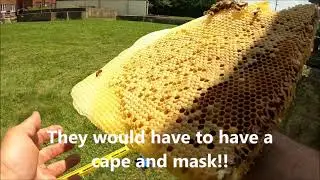 Water Treatment Plant doing its part to help Save the Bees!! Honey bee cutout and relocation.