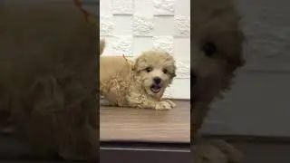 ペットショップ 犬の家 中津川店 「マルプー♀」「112764」