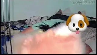 Momy Let's Play|Luca the Pomeranian