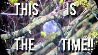 Air Rifle Hunting - Early Spring Provides The Goods!