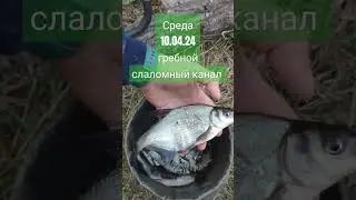 10.04.24. апрельский подлещ на бутерброд
