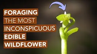 Foraging The Most Inconspicuous Edible Wildflower