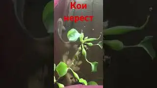 Карп кои - нерест