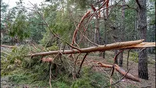 Как выглядит сейчас сосновый лес возле х.Лозной.