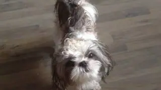 Собачка Кирюша