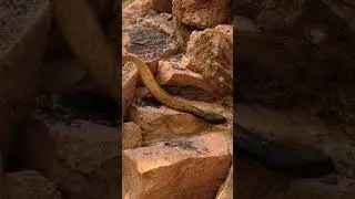 #snake #animals #shortvideo