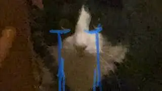 Грустный кот