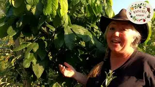 Raintree Nursery's Paw Paw Growing Guide