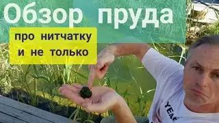 Пруд своими руками обзор пруда с биоплато