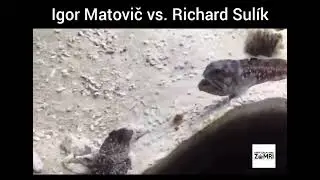 Igor Matovič vs. Richard Sulík