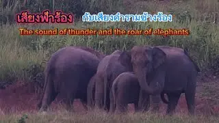 Ep 516 น่ากลัว..!! เสียงช้างร้องกับเสียงฟ้าร้อง#เขาใหญ่#forestelephant #animalnews #wildlife #ช้าง