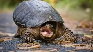 Приколы с черепахами=))) Смешное видео)