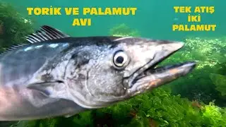 Zıpkınla Torik ve Palamut Avı videonun sonunda tek atış iki palamut