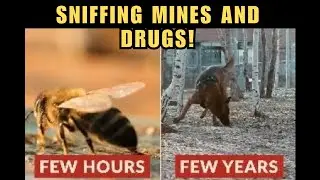 How Bees Are Being Used To Detect Bombs