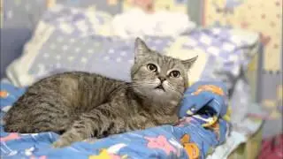 Love Me Tender. Кавер