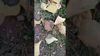 Por Que Se Ven Asi Las Hojas De Álamo?