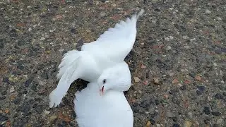 голубь разбился