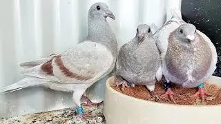 Nealry Mealy Weaning & Apache x Storm?