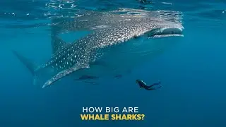 How Big Are Whale Sharks? The Biggest Fish in the World!!!