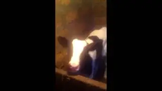 Маленький черно белый теленок! Часть 1  Little black and white calf! Part 1