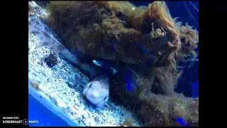 Aquarium of Talamone - vertebrates and endangered species